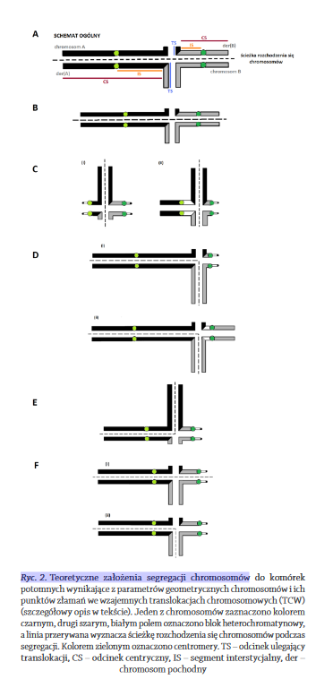 Ryc. 2. Teoretyczne  założenia  segregacji  chromosomów 